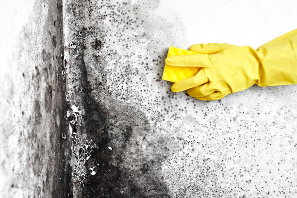 Best Mold Removal for HVAC Installations  in Alorton, IL