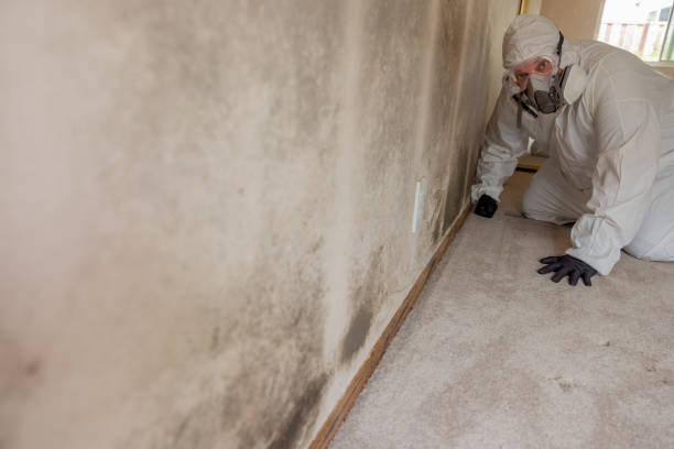 Best Environmental Consulting for Mold Prevention  in Alorton, IL
